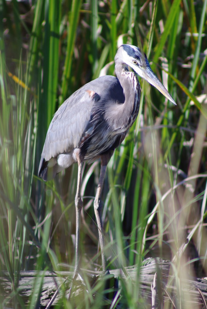 Savannah Wildlife Refuge, Take 2 | Moments Less Traveled